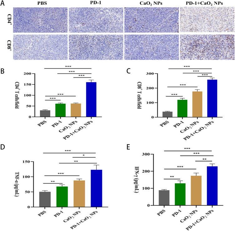 https://cdn.ncbi.nlm.nih.gov/pmc/blobs/f0d5/10775804/b777640121c9/IJN-19-137-g0007.jpg