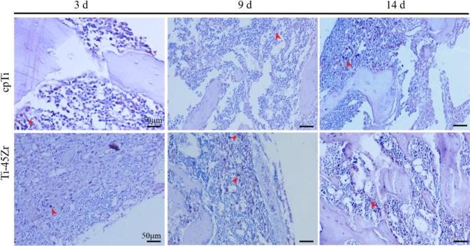 https://cdn.ncbi.nlm.nih.gov/pmc/blobs/f0d5/9124165/11fc6909af59/10856_2022_6664_Fig8_HTML.jpg