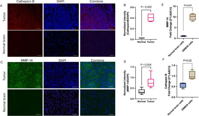 https://cdn.ncbi.nlm.nih.gov/pmc/blobs/f0e0/12009400/14047e12d488/41598_2025_97775_Fig5_HTML.jpg