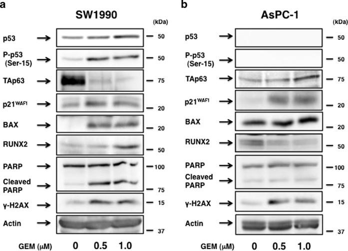 https://cdn.ncbi.nlm.nih.gov/pmc/blobs/f0e3/4981025/10ab2a69a592/cddiscovery201510-f2.jpg