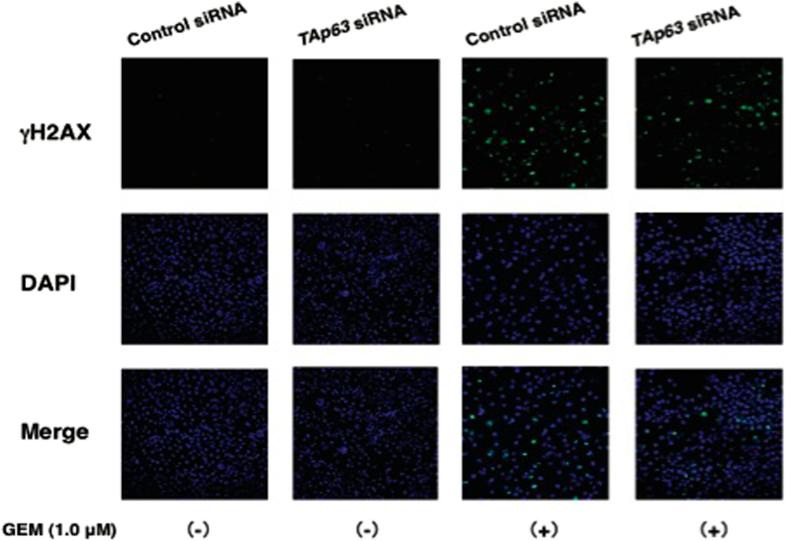 https://cdn.ncbi.nlm.nih.gov/pmc/blobs/f0e3/4981025/5903027c2feb/cddiscovery201510-f7.jpg