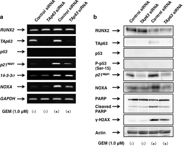 https://cdn.ncbi.nlm.nih.gov/pmc/blobs/f0e3/4981025/9ffcd5744bd1/cddiscovery201510-f4.jpg