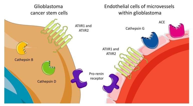 https://cdn.ncbi.nlm.nih.gov/pmc/blobs/f0e7/6912312/fb778dd14864/cells-08-01364-g002.jpg