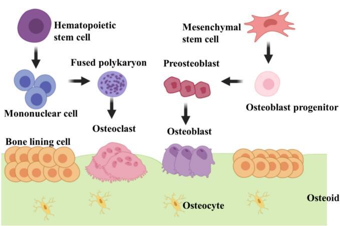 https://cdn.ncbi.nlm.nih.gov/pmc/blobs/f0e9/11200288/99190e484587/gr1.jpg