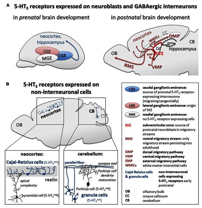 https://cdn.ncbi.nlm.nih.gov/pmc/blobs/f0eb/3669892/a64793d96757/fncel-07-00076-g001.jpg