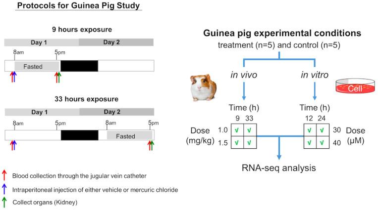 https://cdn.ncbi.nlm.nih.gov/pmc/blobs/f0ef/10138559/691fc2b68e12/ijms-24-07434-g007.jpg