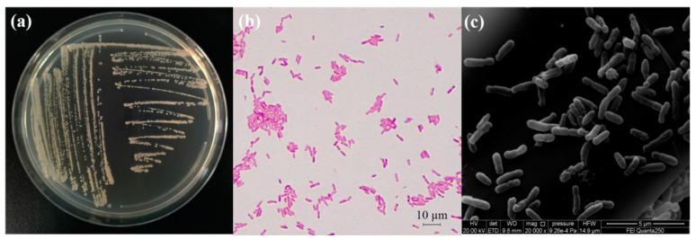 https://cdn.ncbi.nlm.nih.gov/pmc/blobs/f0f3/8745258/814624abfede/ijms-23-00207-g003.jpg