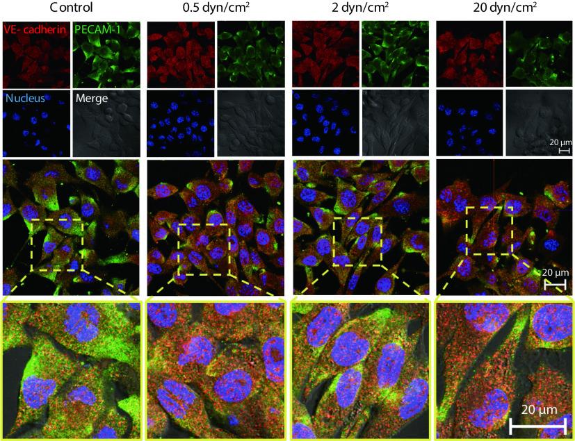 https://cdn.ncbi.nlm.nih.gov/pmc/blobs/f0f4/10839479/6feefcf03422/scdxxbyxb-55-1-74-3.jpg
