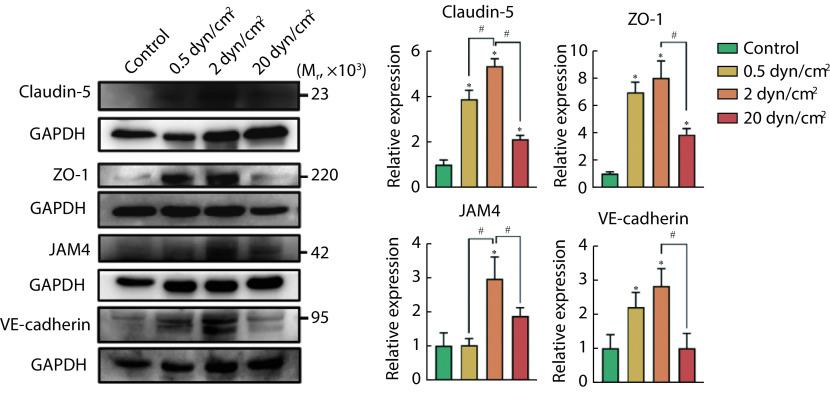 https://cdn.ncbi.nlm.nih.gov/pmc/blobs/f0f4/10839479/bb0f2c227526/scdxxbyxb-55-1-74-4.jpg