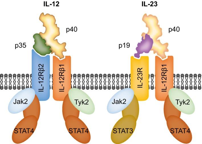 https://cdn.ncbi.nlm.nih.gov/pmc/blobs/f0fd/6055695/34dd32ab80b0/EXD-27-737-g001.jpg