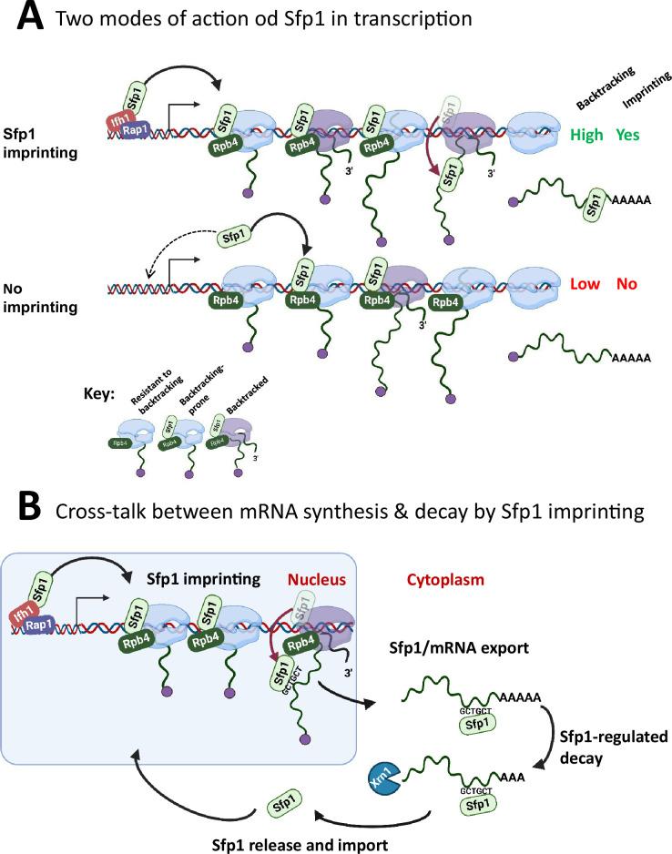 https://cdn.ncbi.nlm.nih.gov/pmc/blobs/f0fe/11446548/01f6df8264e7/elife-90766-fig8.jpg