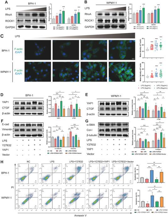 https://cdn.ncbi.nlm.nih.gov/pmc/blobs/f100/10837380/50c51c0dc306/ADVS-11-2304274-g002.jpg