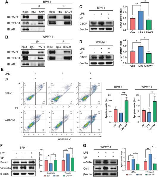 https://cdn.ncbi.nlm.nih.gov/pmc/blobs/f100/10837380/5f10234b22b5/ADVS-11-2304274-g004.jpg