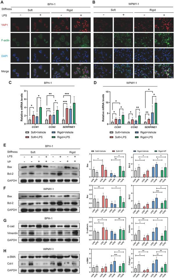 https://cdn.ncbi.nlm.nih.gov/pmc/blobs/f100/10837380/cd3d2ffc0150/ADVS-11-2304274-g008.jpg