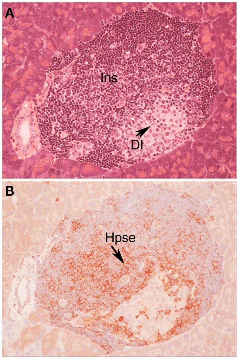 https://cdn.ncbi.nlm.nih.gov/pmc/blobs/f101/3872651/a1ed76e80151/fimmu-04-00471-g001.jpg