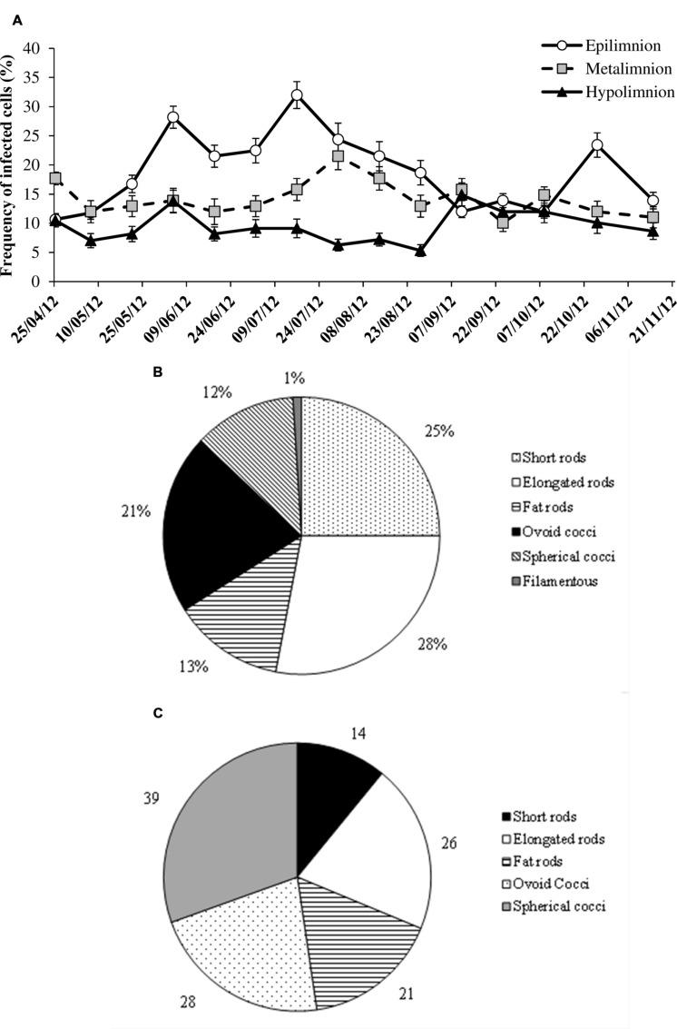 https://cdn.ncbi.nlm.nih.gov/pmc/blobs/f101/4746248/6b53214df980/fmicb-07-00081-g004.jpg