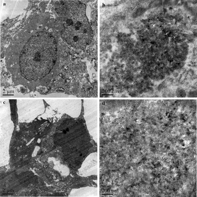 https://cdn.ncbi.nlm.nih.gov/pmc/blobs/f107/5681822/916a10bb8a45/12951_2017_318_Fig3_HTML.jpg