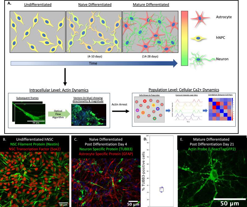 https://cdn.ncbi.nlm.nih.gov/pmc/blobs/f10b/12218117/4bac59c9ac27/42003_2025_8342_Fig1_HTML.jpg