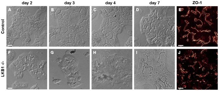 https://cdn.ncbi.nlm.nih.gov/pmc/blobs/f10e/3958433/71d2f59dfaaf/pone.0091921.g001.jpg