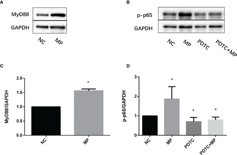 https://cdn.ncbi.nlm.nih.gov/pmc/blobs/f112/8968444/57837838b80a/fcimb-12-824027-g004.jpg