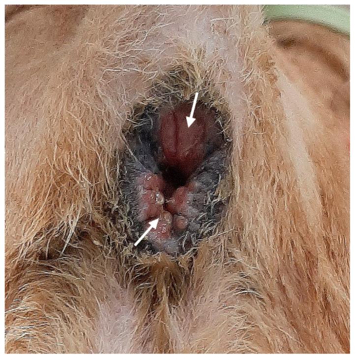 https://cdn.ncbi.nlm.nih.gov/pmc/blobs/f112/9960280/773aba11784d/vetsci-10-00150-g001.jpg