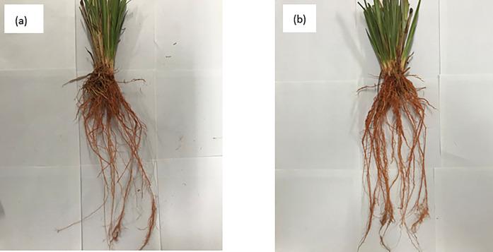 https://cdn.ncbi.nlm.nih.gov/pmc/blobs/f118/7775112/47475593e756/pone.0244818.g006.jpg