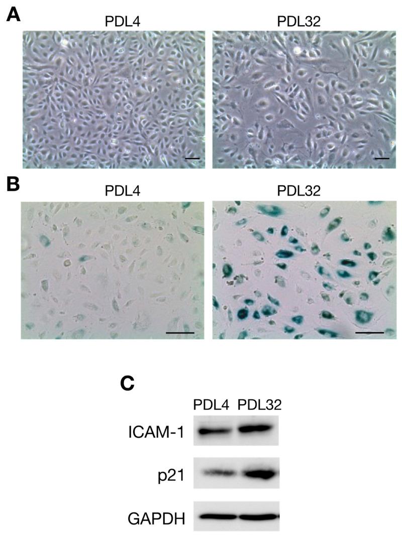 https://cdn.ncbi.nlm.nih.gov/pmc/blobs/f11a/9569556/4040c2fb41d2/ijms-23-11148-g001.jpg