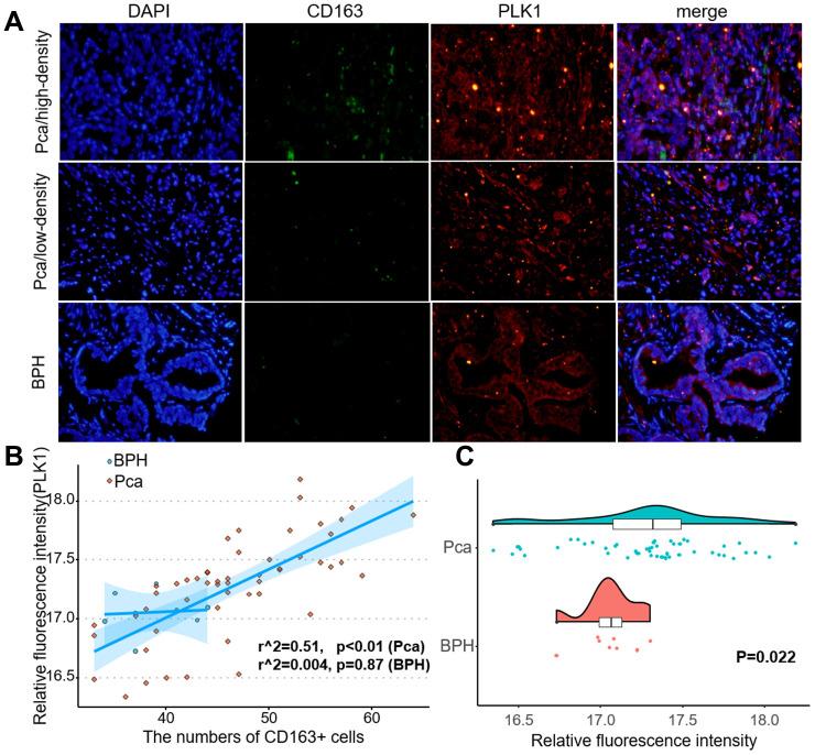 https://cdn.ncbi.nlm.nih.gov/pmc/blobs/f121/7746334/22b5e2eed470/aging-12-103921-g010.jpg