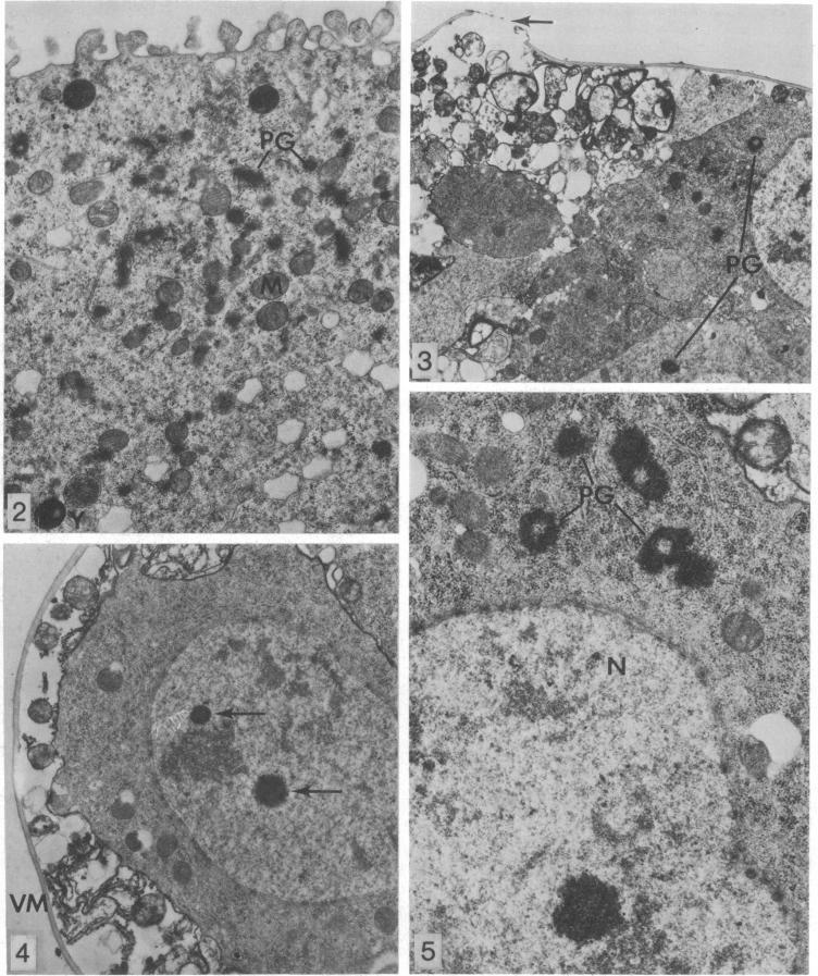 https://cdn.ncbi.nlm.nih.gov/pmc/blobs/f126/388152/bba367f4539f/pnas00057-0012-a.jpg