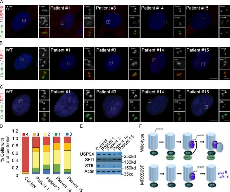 https://cdn.ncbi.nlm.nih.gov/pmc/blobs/f127/6605807/30d08dcb08c7/JCB_201803041_Fig5.jpg