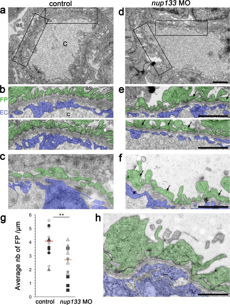https://cdn.ncbi.nlm.nih.gov/pmc/blobs/f129/6426968/6619d374a494/41598_2019_41202_Fig7_HTML.jpg