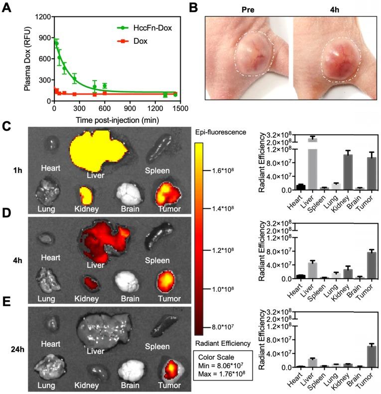 https://cdn.ncbi.nlm.nih.gov/pmc/blobs/f129/6531302/4a359640e08d/thnov09p2167g004.jpg