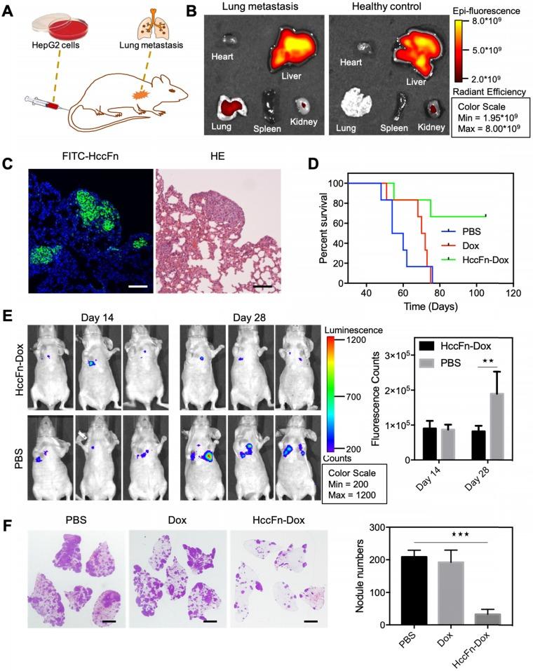 https://cdn.ncbi.nlm.nih.gov/pmc/blobs/f129/6531302/59b69481a844/thnov09p2167g006.jpg