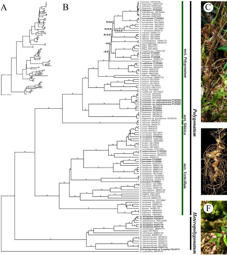 https://cdn.ncbi.nlm.nih.gov/pmc/blobs/f12a/12403319/d4d1d5475d86/12864_2025_12012_Fig1_HTML.jpg
