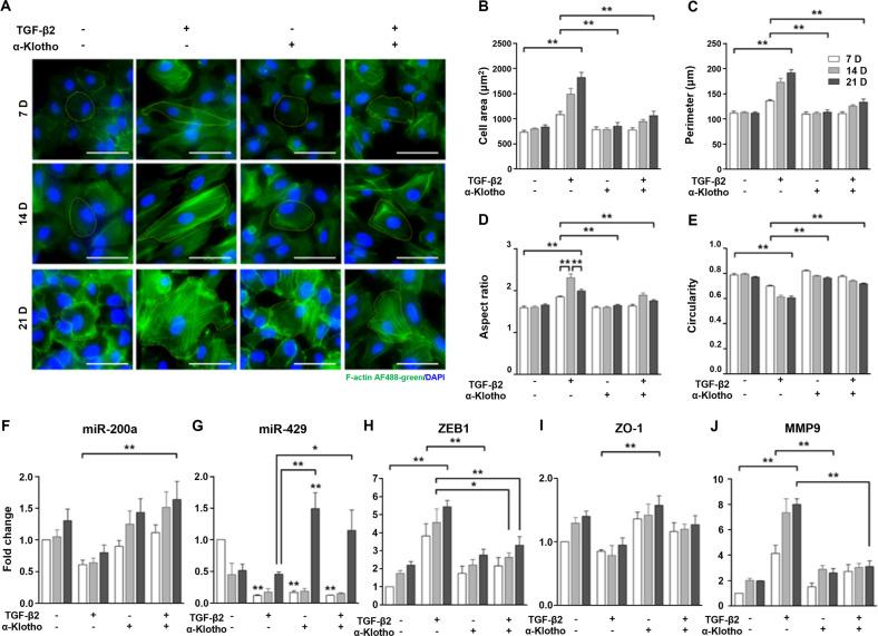 https://cdn.ncbi.nlm.nih.gov/pmc/blobs/f12c/10199917/264a1db7ed53/41419_2023_5851_Fig2_HTML.jpg