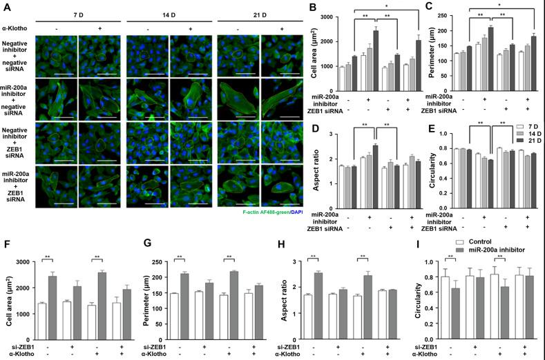 https://cdn.ncbi.nlm.nih.gov/pmc/blobs/f12c/10199917/f6b1eee7eeb6/41419_2023_5851_Fig3_HTML.jpg