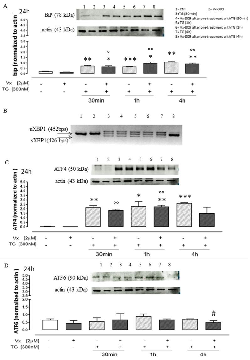 https://cdn.ncbi.nlm.nih.gov/pmc/blobs/f12c/11430679/278d3b3b267c/cimb-46-00553-g002a.jpg