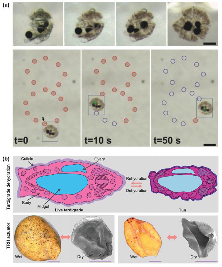 https://cdn.ncbi.nlm.nih.gov/pmc/blobs/f12c/12192248/b57476cceb94/gels-11-00432-g004.jpg