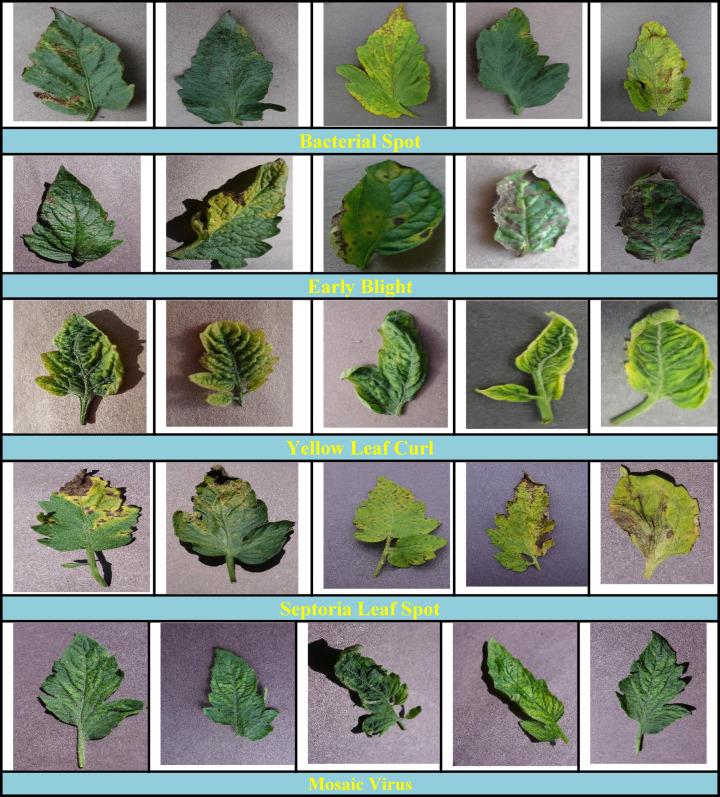 https://cdn.ncbi.nlm.nih.gov/pmc/blobs/f138/12075612/df14be611528/41598_2025_1466_Fig3_HTML.jpg