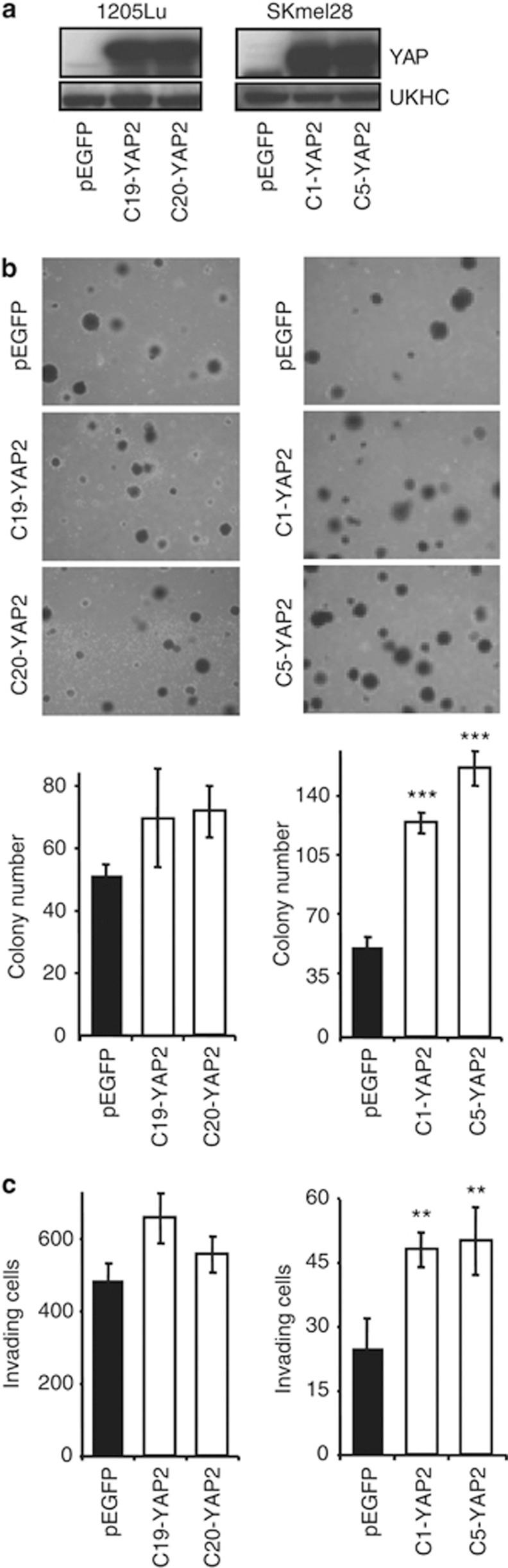 https://cdn.ncbi.nlm.nih.gov/pmc/blobs/f138/3938155/388d122c7be9/jid2013319f5.jpg