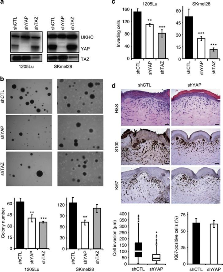 https://cdn.ncbi.nlm.nih.gov/pmc/blobs/f138/3938155/39bb8ad286a3/jid2013319f3.jpg