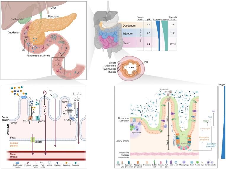 https://cdn.ncbi.nlm.nih.gov/pmc/blobs/f13e/10246847/38109777fe98/fuad022fig1.jpg