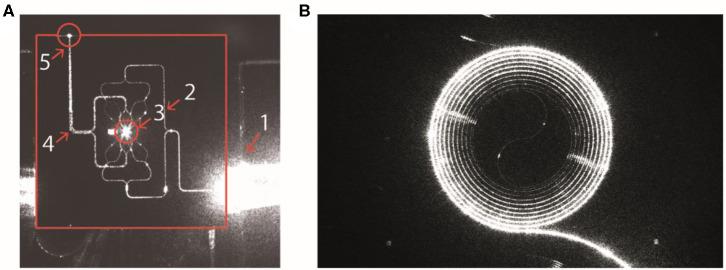 https://cdn.ncbi.nlm.nih.gov/pmc/blobs/f13e/7287034/15e82f8b8040/fonc-10-00608-g0007.jpg