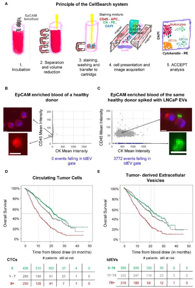 https://cdn.ncbi.nlm.nih.gov/pmc/blobs/f13e/7287034/976dcf323e25/fonc-10-00608-g0012.jpg