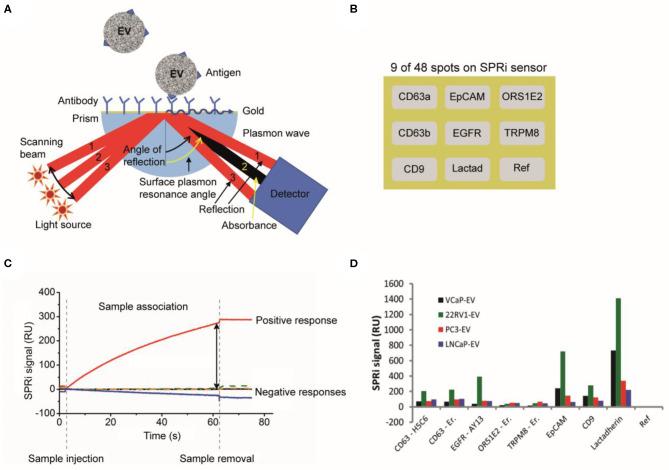 https://cdn.ncbi.nlm.nih.gov/pmc/blobs/f13e/7287034/ffaea39bda68/fonc-10-00608-g0010.jpg