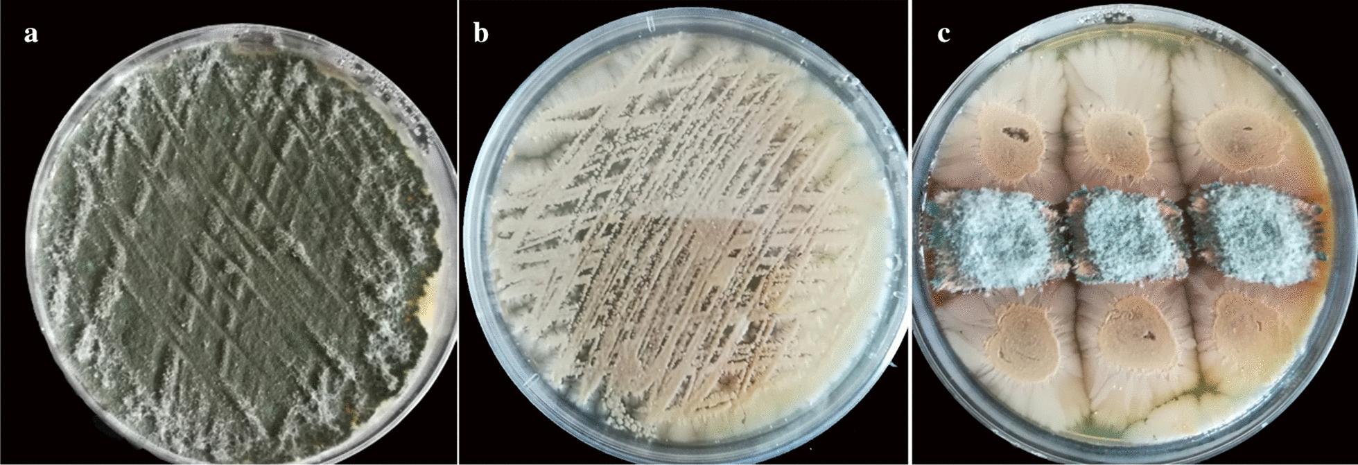 https://cdn.ncbi.nlm.nih.gov/pmc/blobs/f13f/7881642/5865321f8cac/12934_2021_1527_Fig1_HTML.jpg