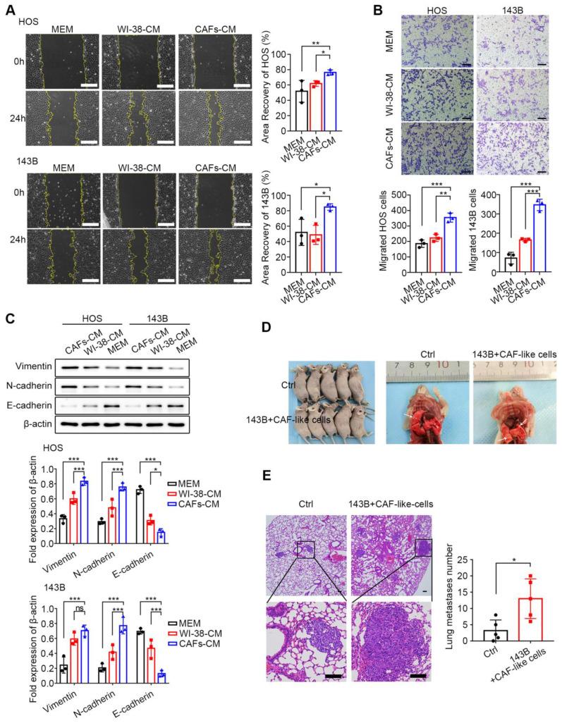 https://cdn.ncbi.nlm.nih.gov/pmc/blobs/f141/12223780/bfa9a772b7f6/ijbsv21p4153g002.jpg