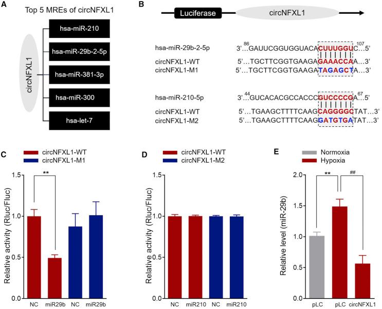 https://cdn.ncbi.nlm.nih.gov/pmc/blobs/f144/7868929/06938827ada3/gr5.jpg