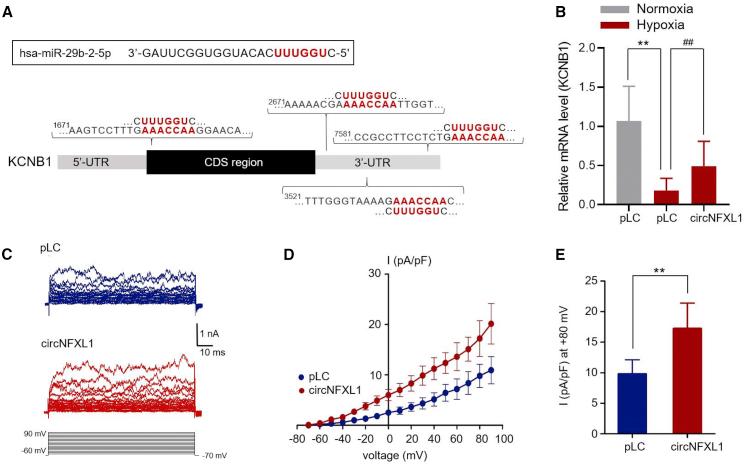 https://cdn.ncbi.nlm.nih.gov/pmc/blobs/f144/7868929/265d0d1b5f7c/gr6.jpg