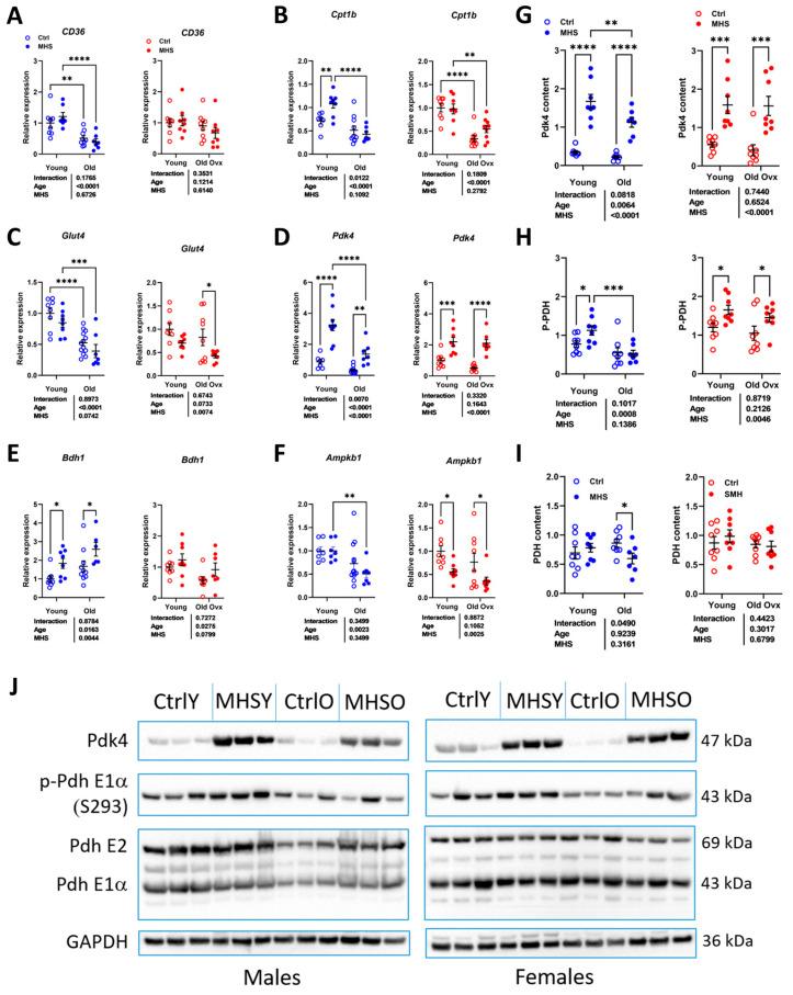 https://cdn.ncbi.nlm.nih.gov/pmc/blobs/f145/12190614/40bdf547a097/cells-14-00870-g008.jpg